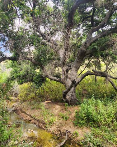 Escondido Falls 1